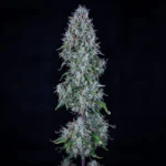 MEPHISTO GENETICS - HUBBABUBBASMELLOSCOPE AUTO FEM | 3+2 SEMI