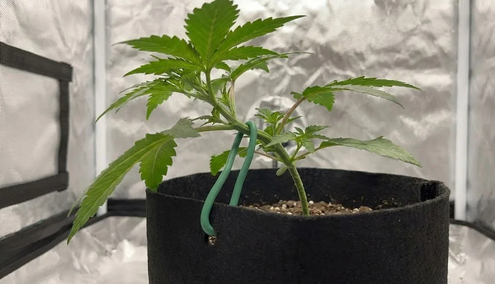 LST su pianta autofiorente giovane