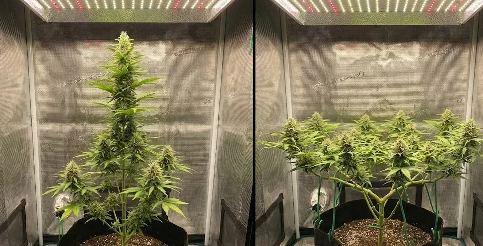 Confronto crescita verticale naturale vs orizzontale con LST