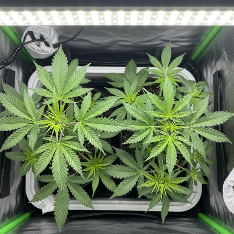Piante di cannabis autofiorenti in fase vegetativa sotto lampada LED bianca in grow box compatta, vista dall'alto