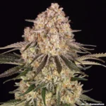 BARNEY'S FARM - AK-47 FEM – Bild 2