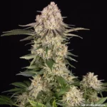 BARNEY'S FARM - AK-47 FEM – Bild 3