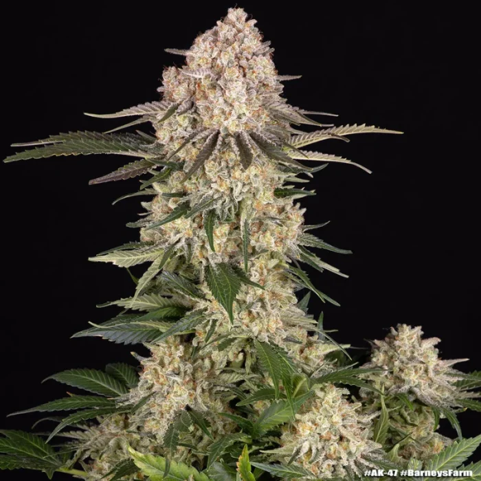 BARNEY'S FARM - AK-47 FEM – Bild 3