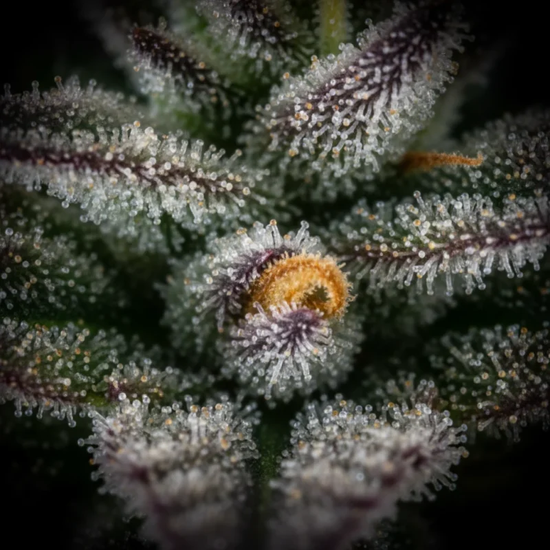 Macro photography of cannabis trichomes in late ripening stage, mix of milky and amber trichomes on dark background