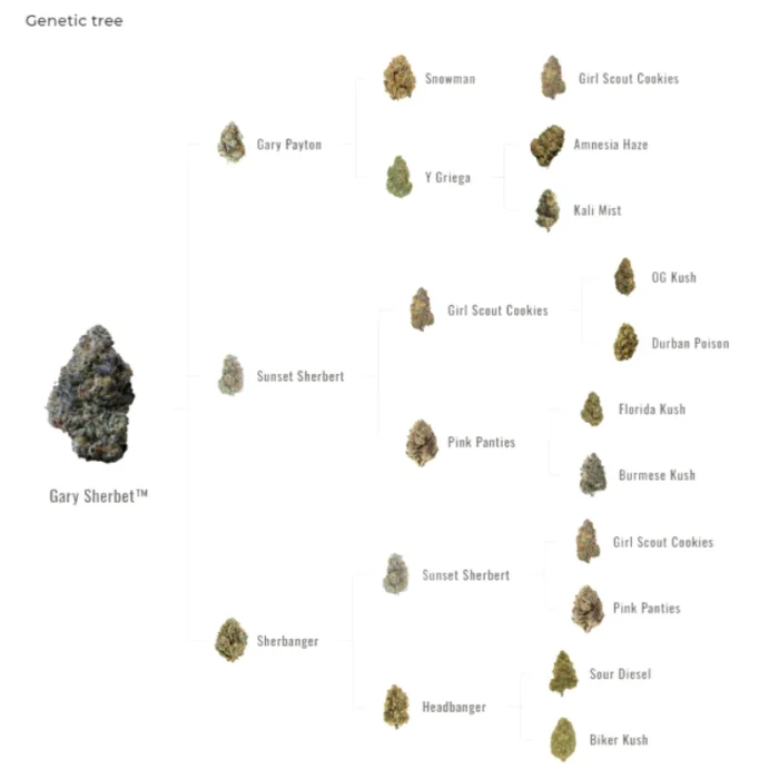 FAST BUDS - GARY SHERBET FEM – Image 2