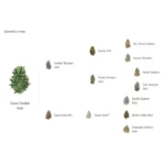 FAST BUDS - GUAVA SUNDAE AUTO FEM - immagine 2