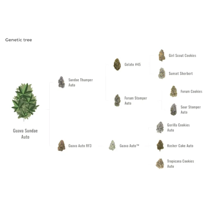 FAST BUDS - GUAVA SUNDAE AUTO FEM - immagine 2