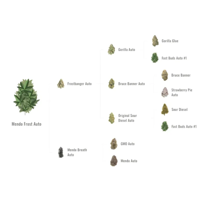 FAST BUDS - MENDO FROST AUTO FEM - immagine 2