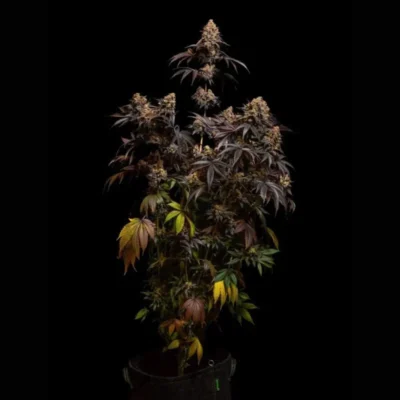 FAST BUDS - PAPAYTON FEM – Bild 2