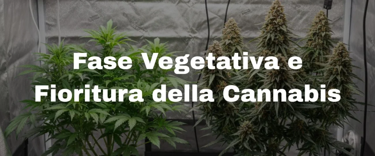 Scopri tutto sulla fase vegetativa e la fioritura della cannabis: luce, nutrienti, temperatura, training e quando passare da una fase all'altra. Guida completa per coltivatori.
