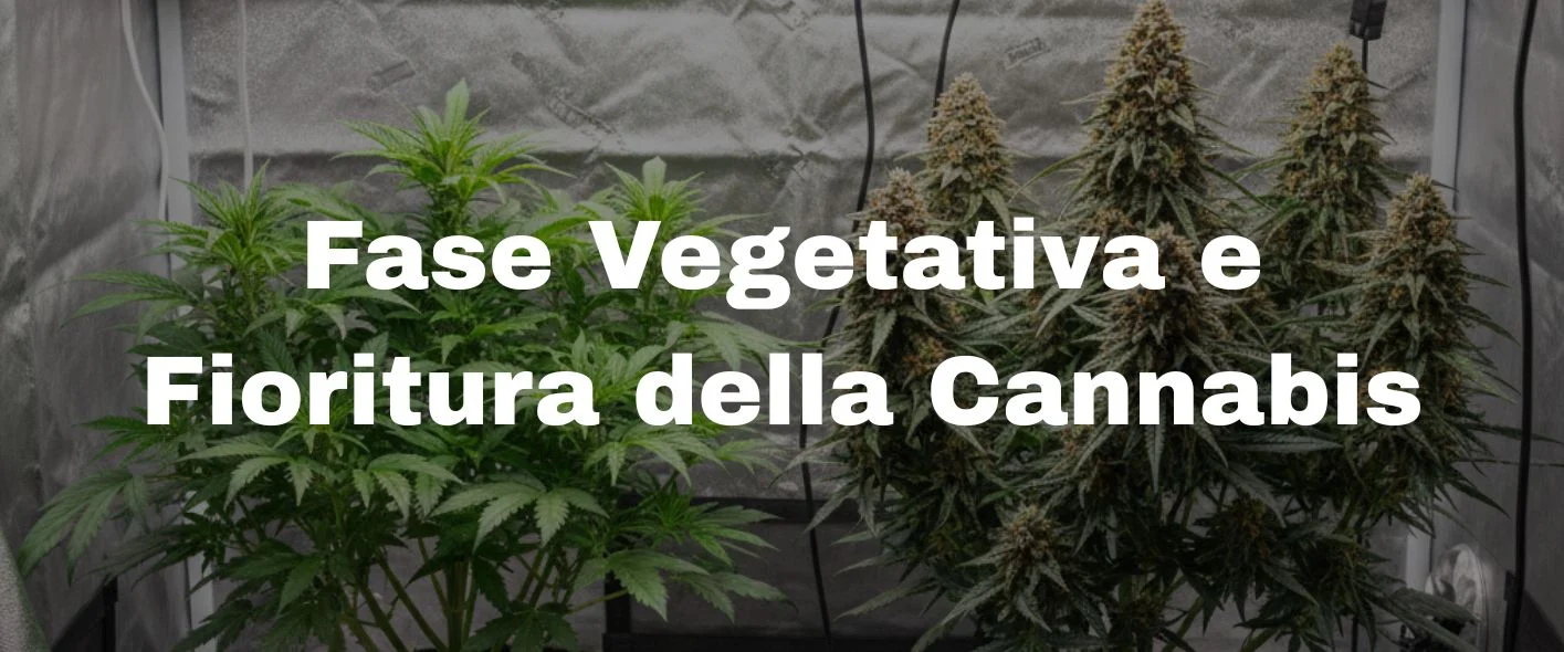 Scopri tutto sulla fase vegetativa e la fioritura della cannabis: luce, nutrienti, temperatura, training e quando passare da una fase all'altra. Guida completa per coltivatori.