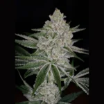GREEN HOUSE SEED CO. - SHISHKA LEMONADE FEM