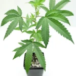 PIANTE ORNAMENTALI CANAPA SATIVA