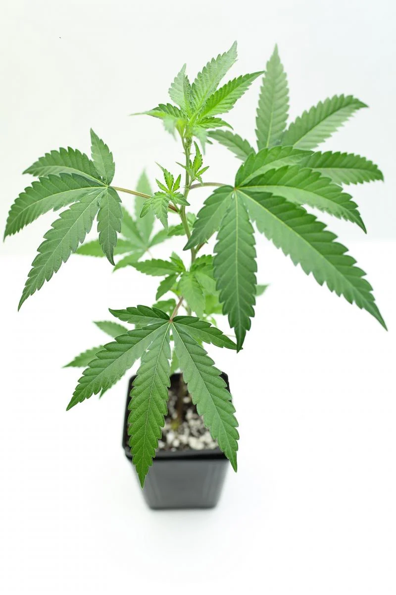 Talea-di-canapa-marijuana-Budream.webp PIANTE ORNAMENTALI CANAPA SATIVA - immagine 1