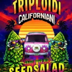 SEEDSALAD - MINT CAKE TRIPLOIDI CALIFORNIANI FEM