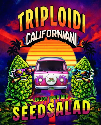Triploidi-grafica-.webp SEEDSALAD - MINT CAKE CALIFORNIAN TRIPLOID FEM - immagine 1