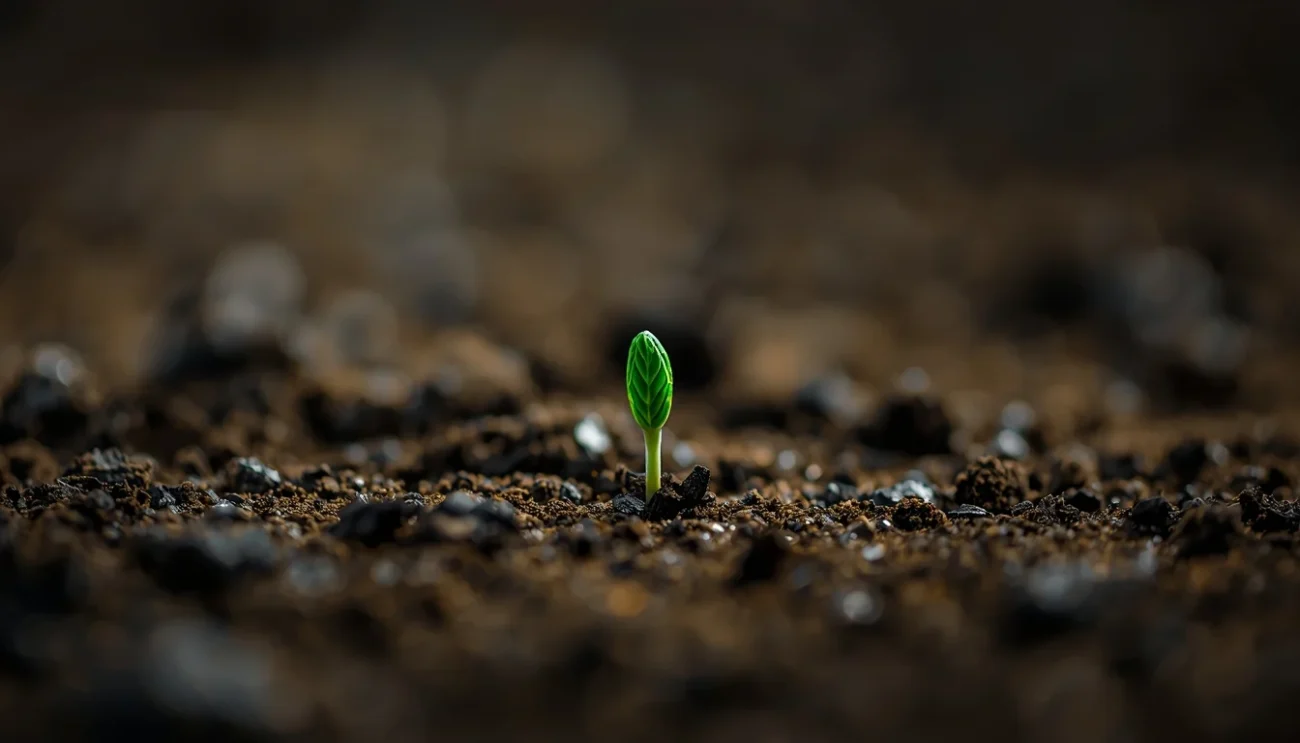 Un germoglio di cannabis che emerge dal terreno scuro, simbolo di evoluzione e futuro della genetica