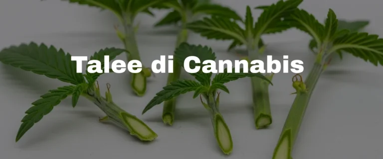 Talea di cannabis appena prelevate dalla pianta madre con taglio a 45 gradi