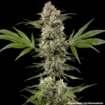 BARNEY'S FARM - BANANA RUNTZ FEM (PRECISION F1 HYBRID) - Image 2