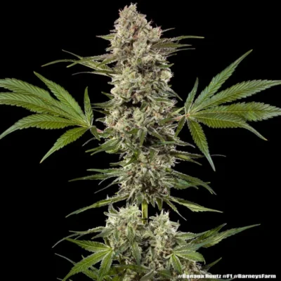 Close-up of a cannabis plant with dense frosty buds and serrated green leaves against a black background.