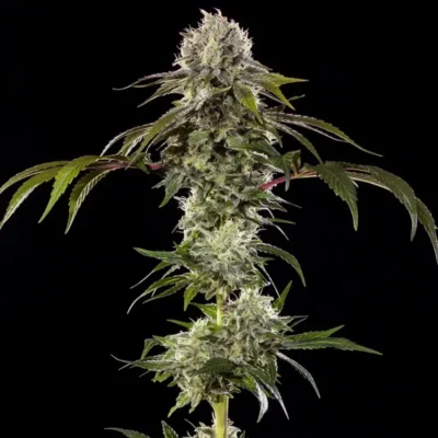 Close-up of a flowering cannabis plant with frosty, crystal-coated buds against a black background.