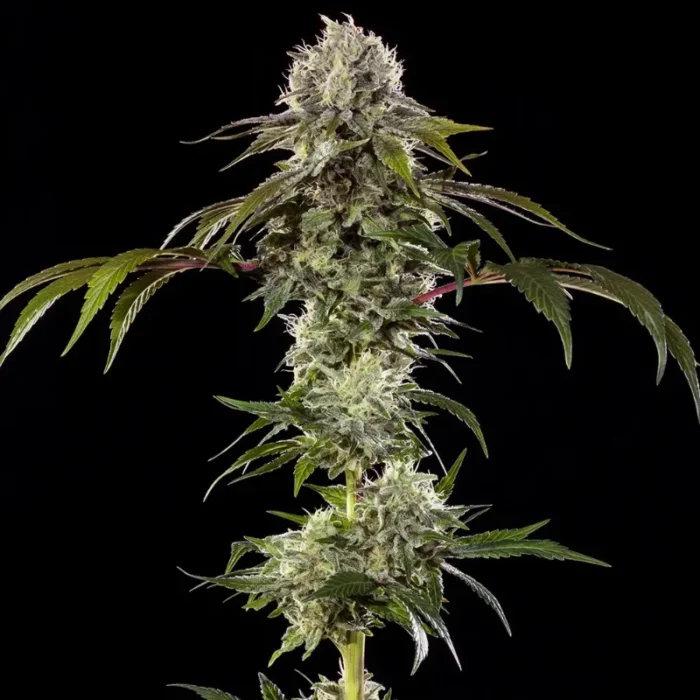 BARNEY'S FARM - DURBAN POISON FEM (PRECISION F1 HYBRID) - Image 2
