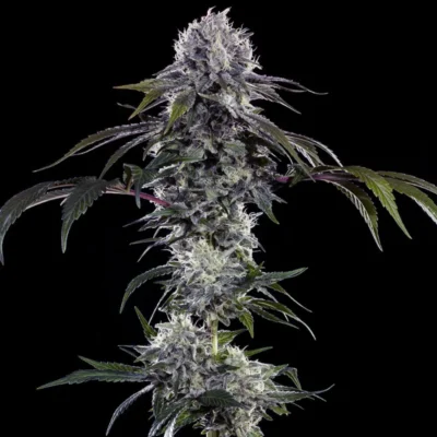 Cannabis flowering plant with frosty buds and serrated leaves against a black background.