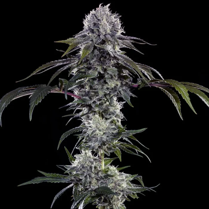 BARNEY'S FARM - DURBAN Z FEM (PRECISION F1 HYBRID) - Image 2
