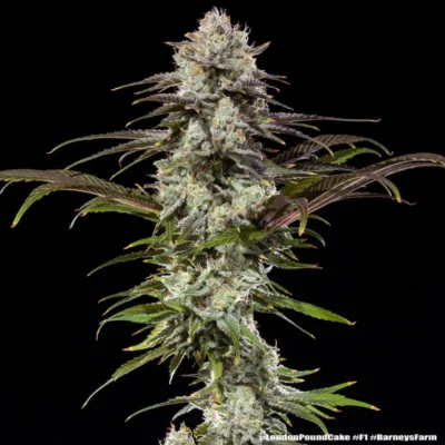 Cannabis bud covered in frosty trichomes on a tall purple-tinged cola against a black background.