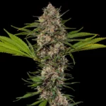 BARNEY'S FARM - MAC 1 FEM (PRECISION F1 HYBRID) - Image 2