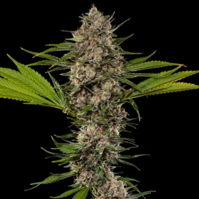 Close-up of a cannabis plant bud with frosty trichomes and serrated leaves against a black background.