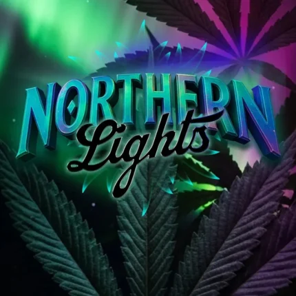 BARNEY'S FARM - NORTHERN LIGHTS FEM