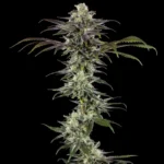 BARNEY'S FARM - RS11 FEM (PRECISION F1 HYBRID) - Image 2