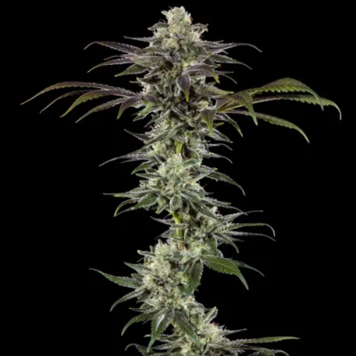 Close-up of a cannabis plant with dense, frosty buds and purple-tinged leaves against a black background