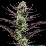 BARNEY'S FARM - THIN MINT FROSTING FEM (PRECISION F1 HYBRID) - Image 2