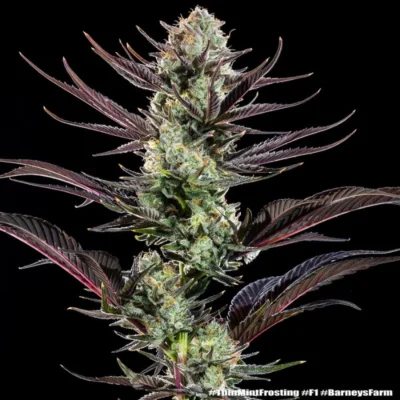 Close-up of a frosty cannabis plant bud with purple-tinged leaves against a black background.