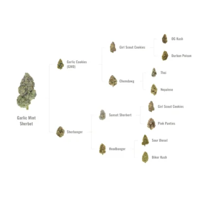 Infographic of a cannabis strain family tree focusing on Garlic Mint Sherbet, with branches to related strains such as Garlic Cookies (GMO), Sherbanger, Sunset Sherbert, Headband, and offspring like OG Kush, Durban Poison, Girl Scout Cookies, Chemdawg, Thai, Nepalese, Pink Panties, Sour Diesel, and Biker Kush.