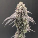 FAST BUDS - GARLIC MINT SHERBET FEM - Image 2