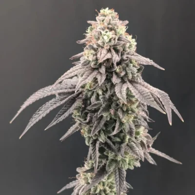 Drosted cannabis bud with purple-tinged leaves and frosty trichomes against a dark background (close-up).