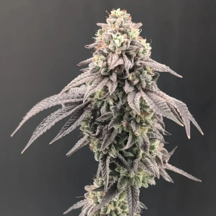 FAST BUDS - GARLIC MINT SHERBET FEM - Image 2