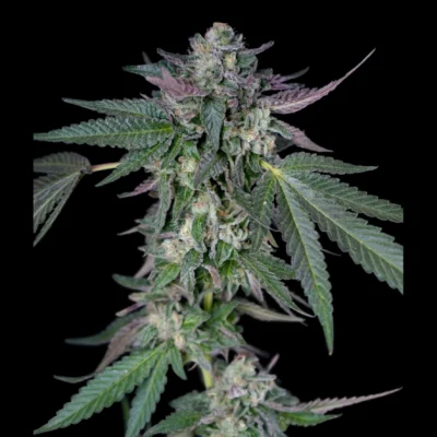 Close-up of cannabis bud with dense trichomes on green and purple-tinged leaves against a black background, detailed and frosty-looking