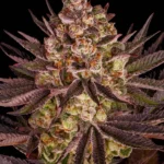 Close-up of a cannabis bud covered in frosty trichomes against a black background.