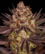 Close-up of a cannabis bud covered in frosty trichomes against a black background.