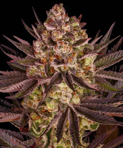 Close-up of a cannabis bud covered in frosty trichomes against a black background.