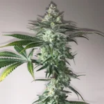Close-up of a cannabis plant with frosty, trichome-coated buds and serrated leaves.