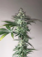 Close-up of a cannabis plant with frosty, trichome-coated buds and serrated leaves.