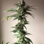 MINDLY - HOLY GHOST - LOVE GENETICS | PLANTE ORNEMENTALE