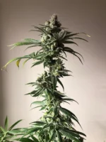 Close-up of a cannabis plant in flowering stage with dense, frosty buds and serrated leaves.