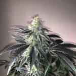 Close-up of a cannabis bud covered in frosty trichomes with dark purple-tinged leaves nearby.