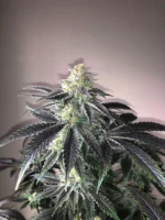 Close-up of a cannabis bud covered in frosty trichomes with dark purple-tinged leaves nearby.